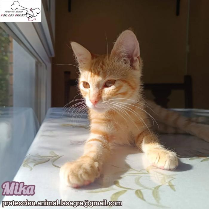 Mika