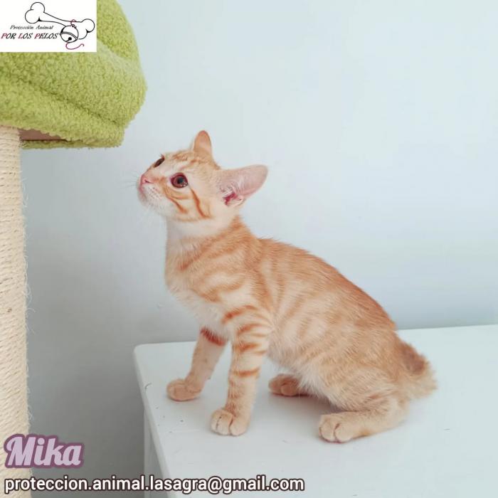 Mika