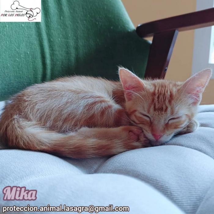 Mika