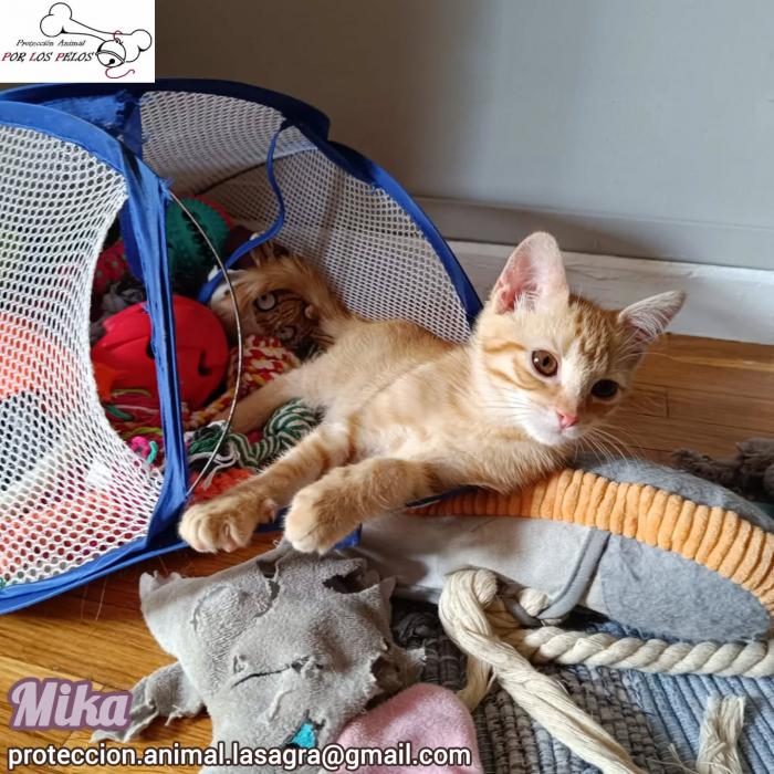 Mika