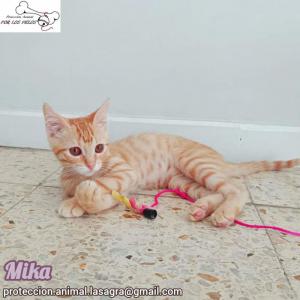 Mika