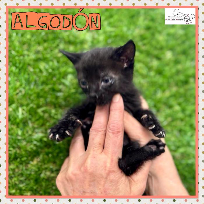 Algodon