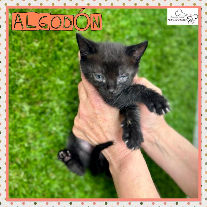 Algodon