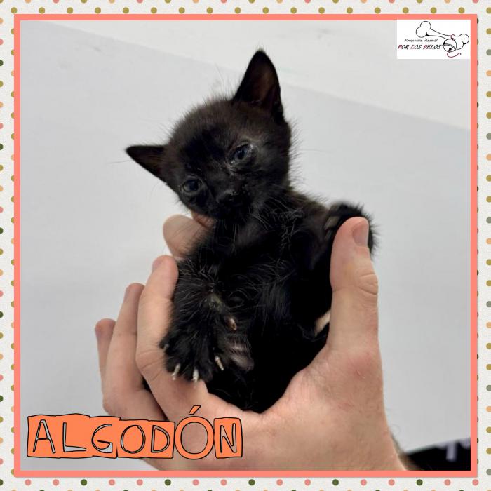 Algodon