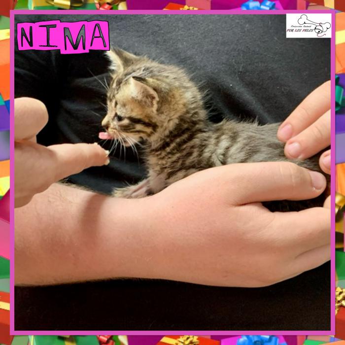 Nima