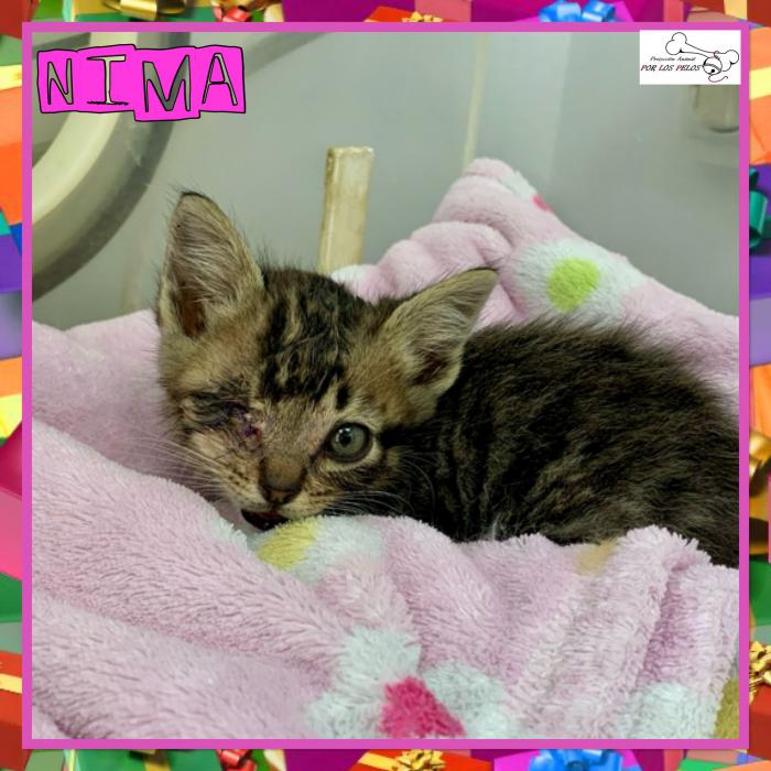 Nima