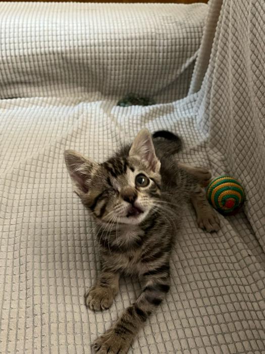 Nima
