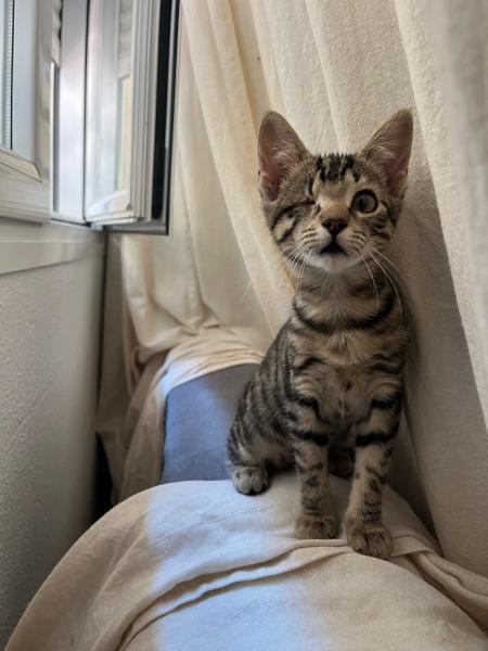 Nima