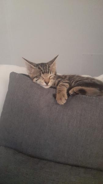 Nima