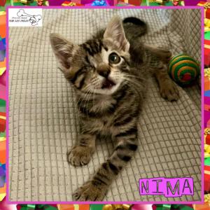 Nima