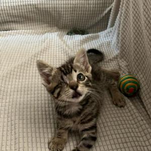 Nima