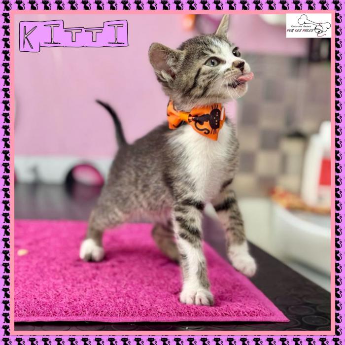 Kitti