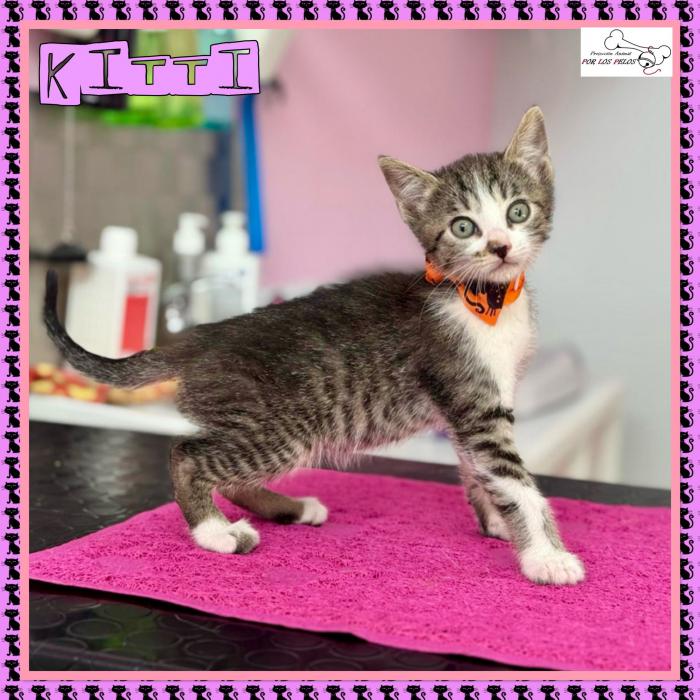 Kitti