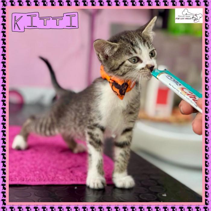 Kitti