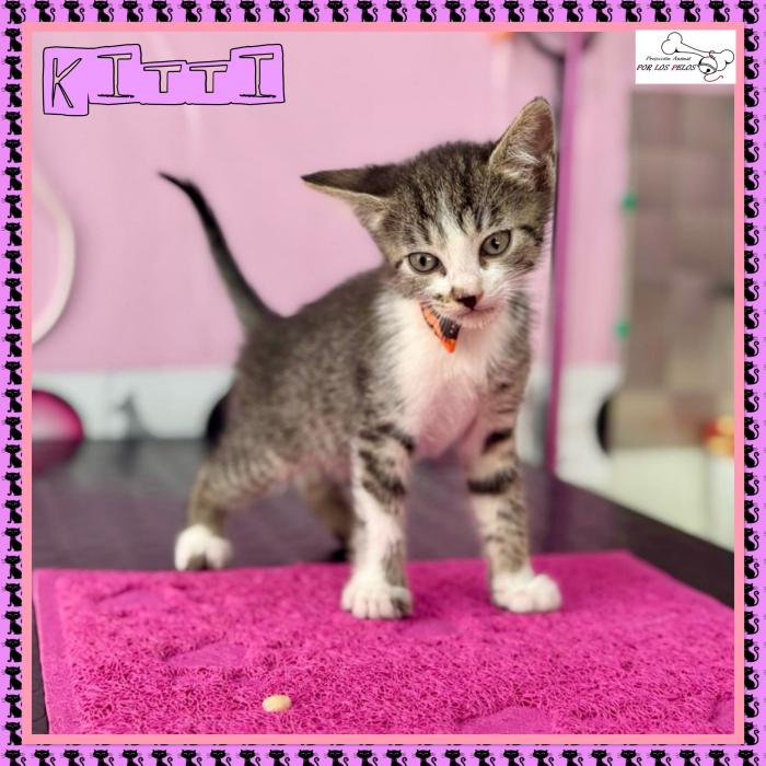 Kitti
