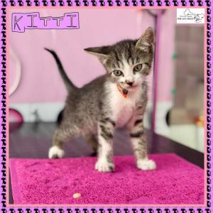 Kitti