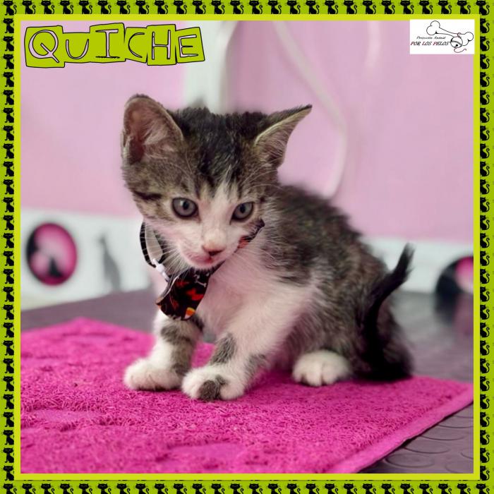 Quiche
