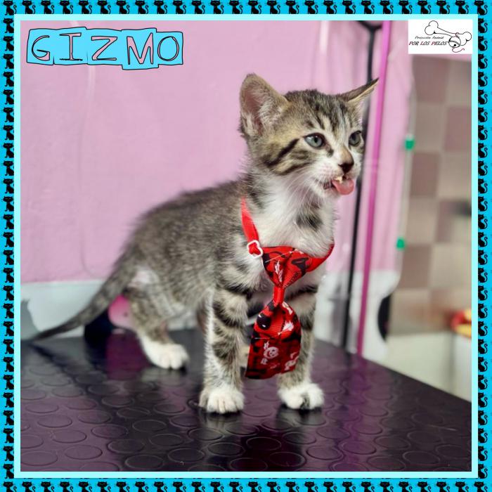 Gizmo
