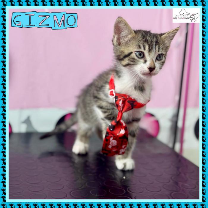 Gizmo