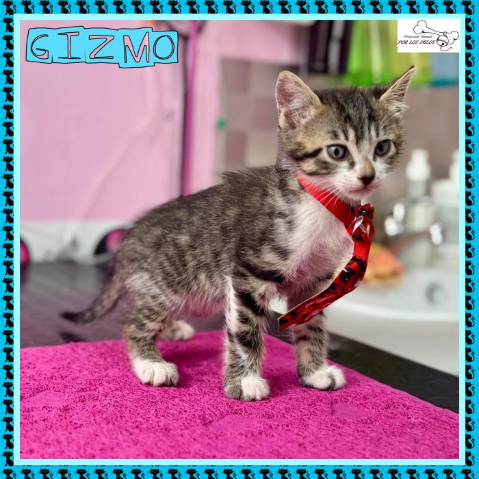 Gizmo