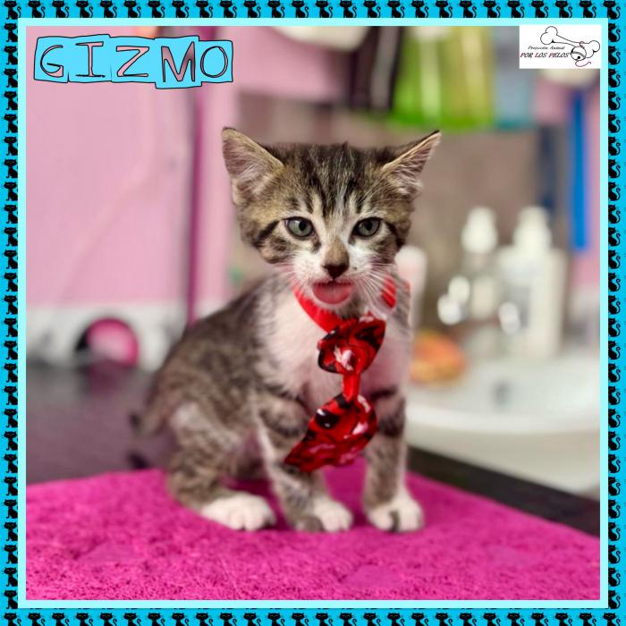 Gizmo