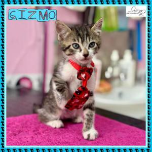 Gizmo