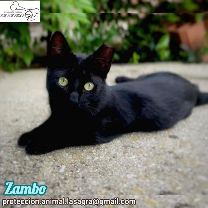 Zambo