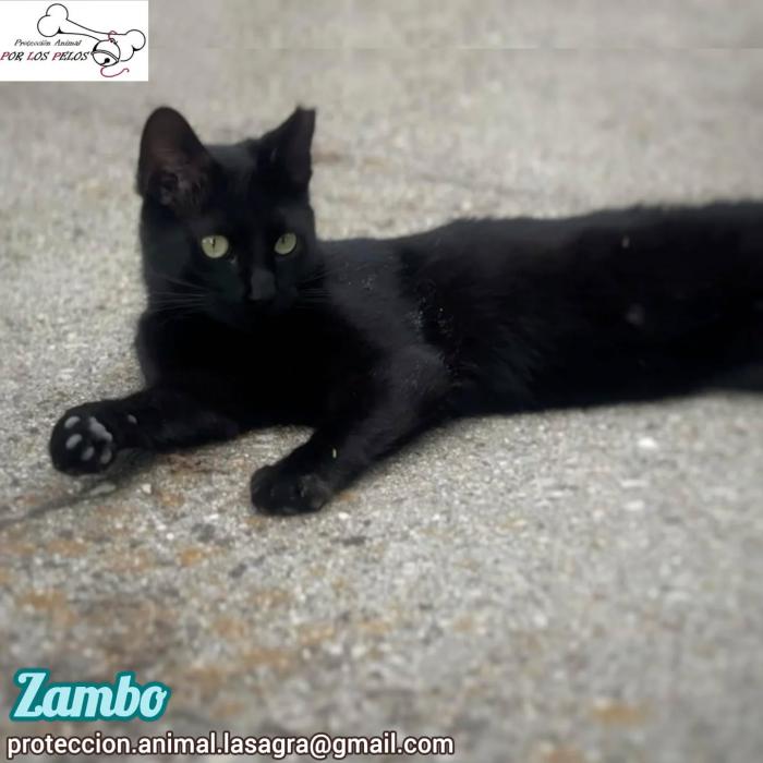 Zambo