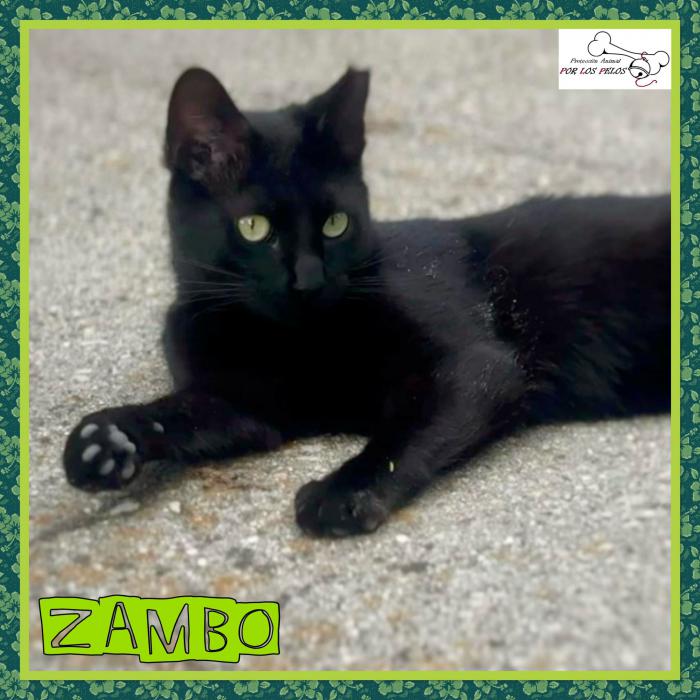 Zambo Zambo