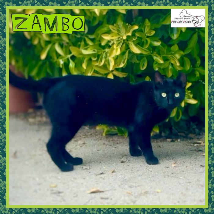 Zambo Zambo