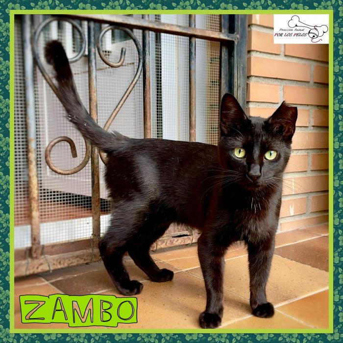 Zambo