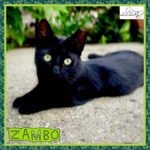 Zambo