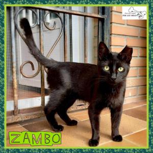 Zambo
