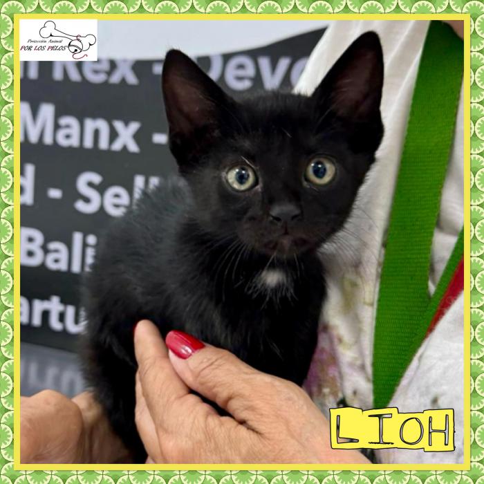 Lioh