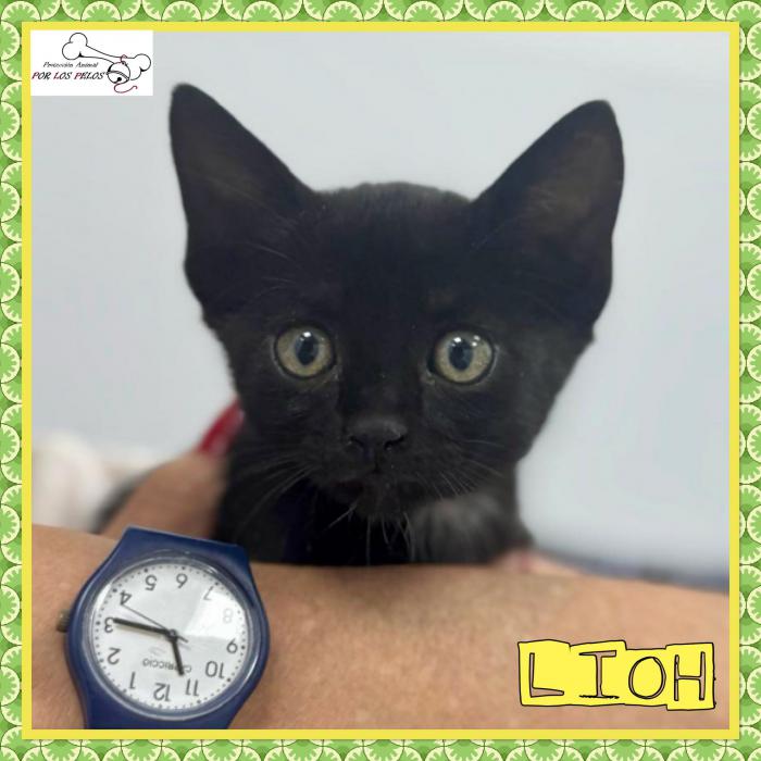 Lioh