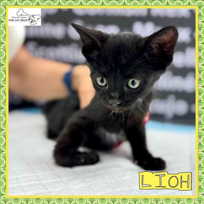 Lioh