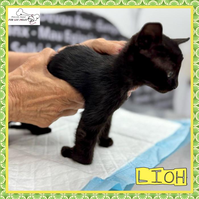 Lioh