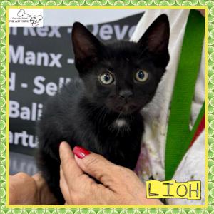 Lioh