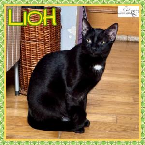 Lioh