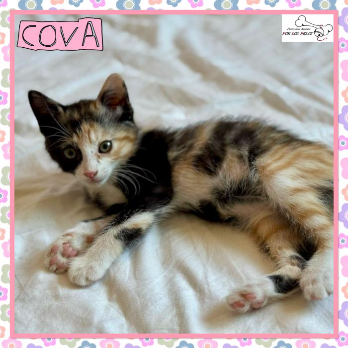 Cova