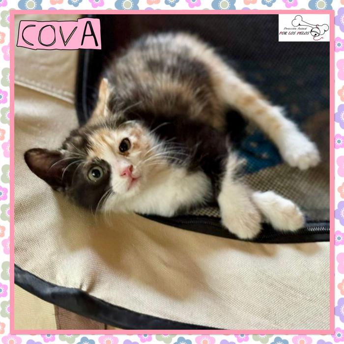 Cova