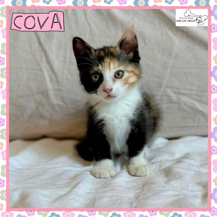 Cova