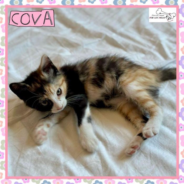 Cova