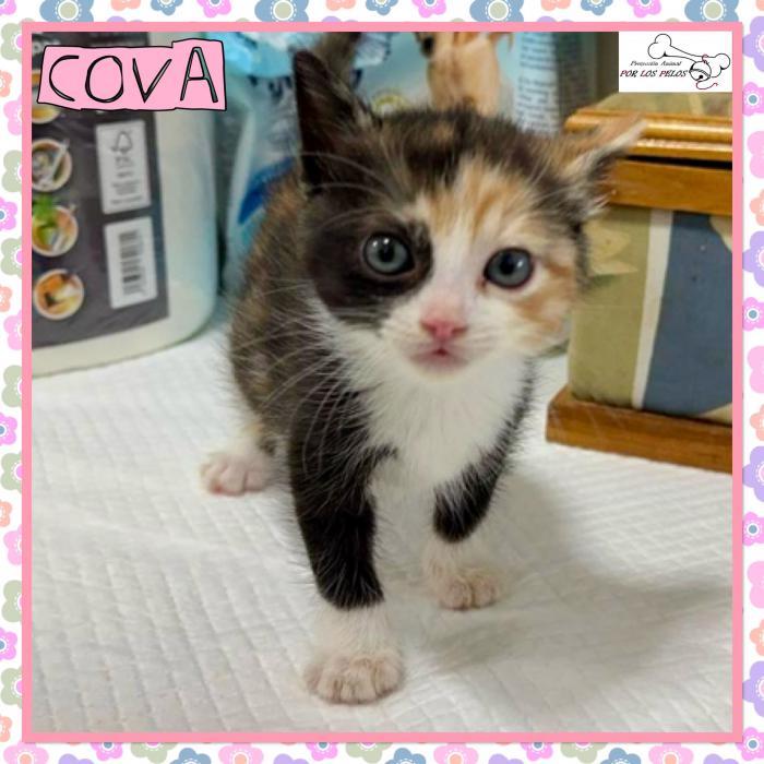 Cova