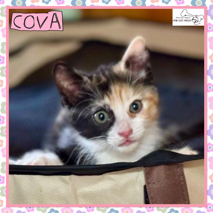 Cova