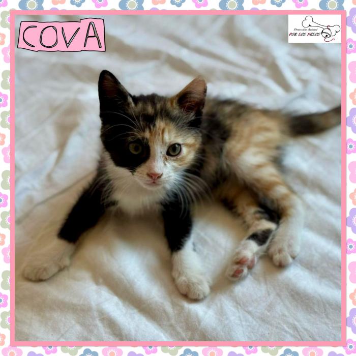 Cova