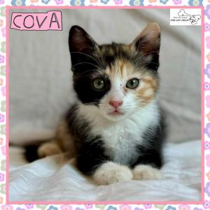 Cova