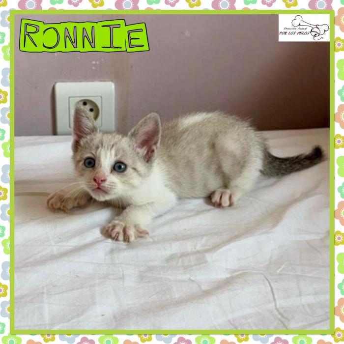 Ronnie