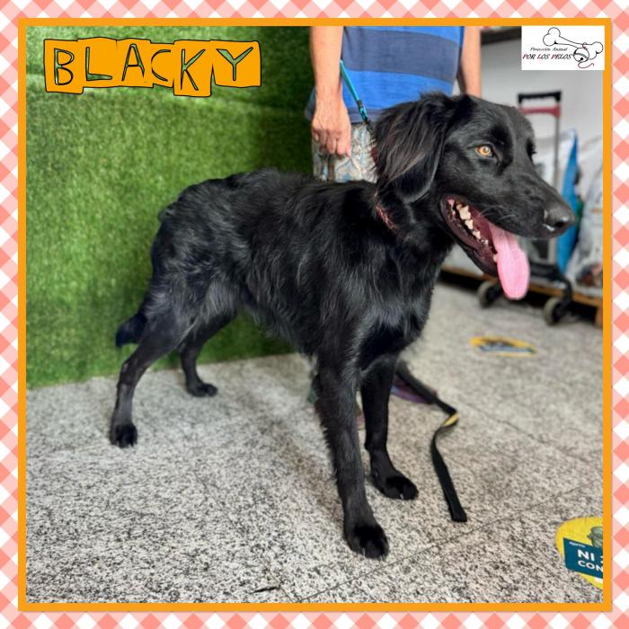 Blacky