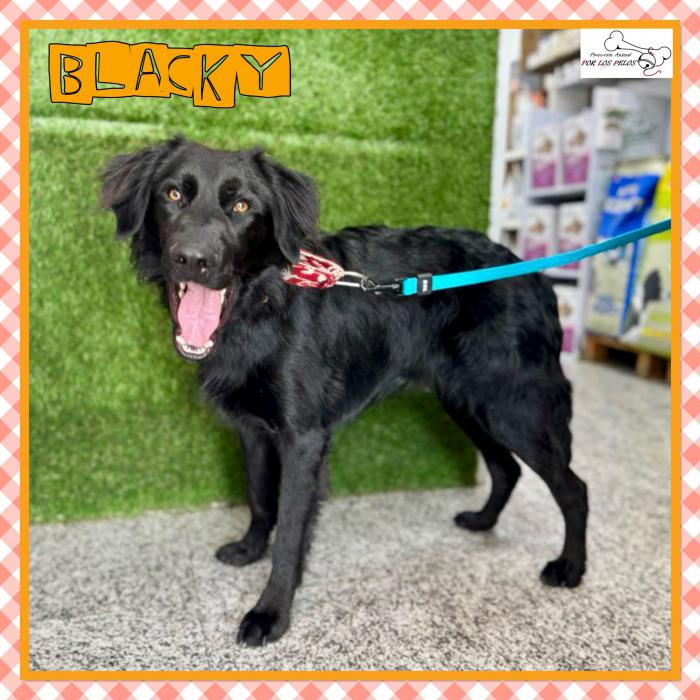 Blacky